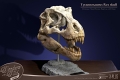 ワンダーズ・オブ・ザ・ワイルド/ T-REX ティラノサウルスレックスの頭部の化石 レプリカ - イメージ画像8