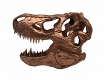 ジュラシック・パーク/ T-REX（ティラノサウルスレックス） スカル スケールプロップレプリカ - イメージ画像1