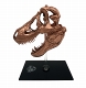 ジュラシック・パーク/ T-REX（ティラノサウルスレックス） スカル スケールプロップレプリカ - イメージ画像6