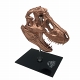 ジュラシック・パーク/ T-REX（ティラノサウルスレックス） スカル スケールプロップレプリカ - イメージ画像8